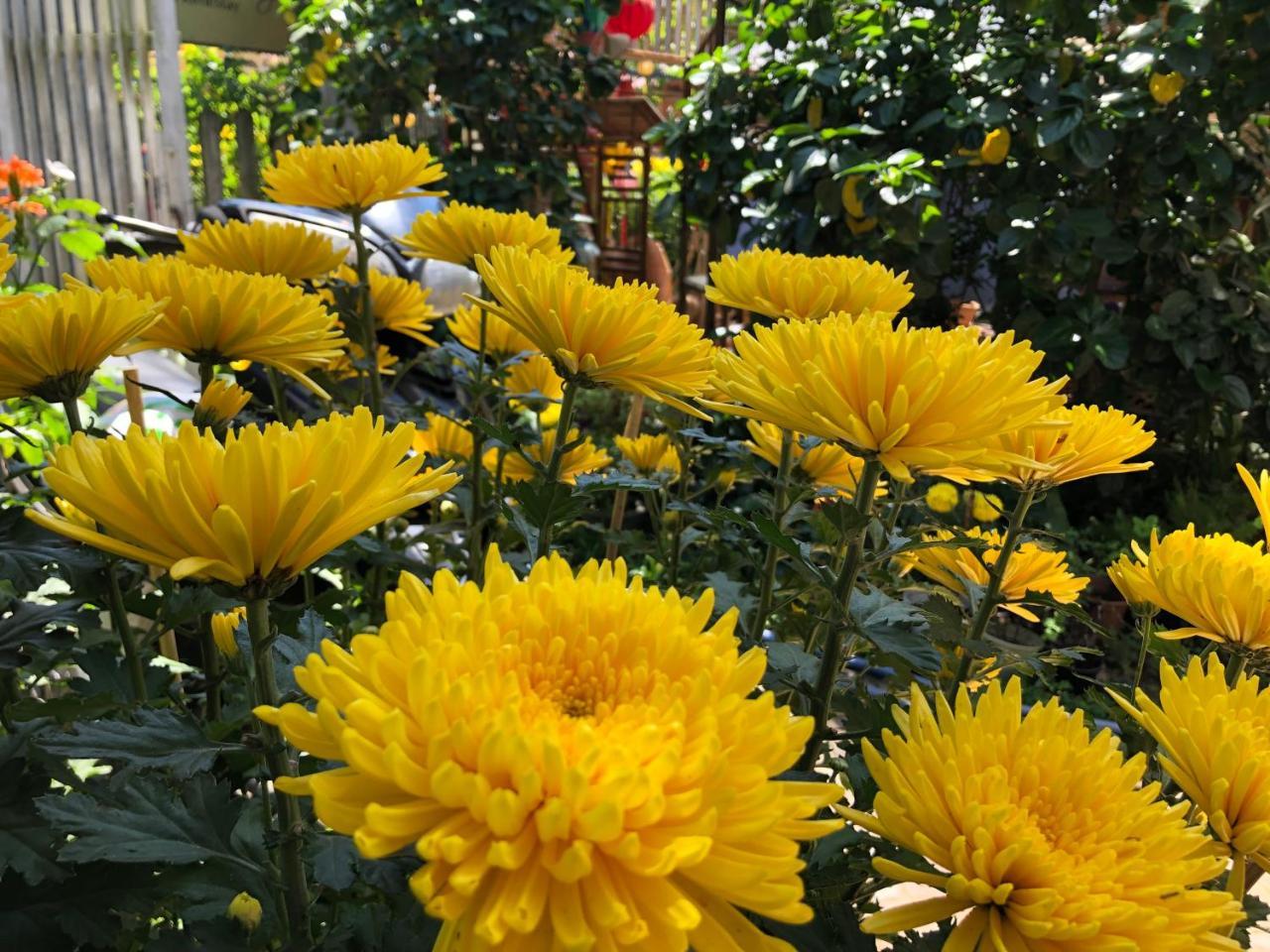 Charming Homestay Hoi An Exterior foto